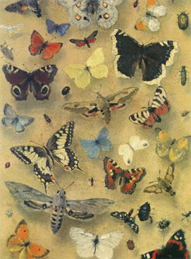 Бабочки мира. Коллекция